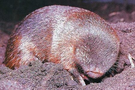 A golden mole