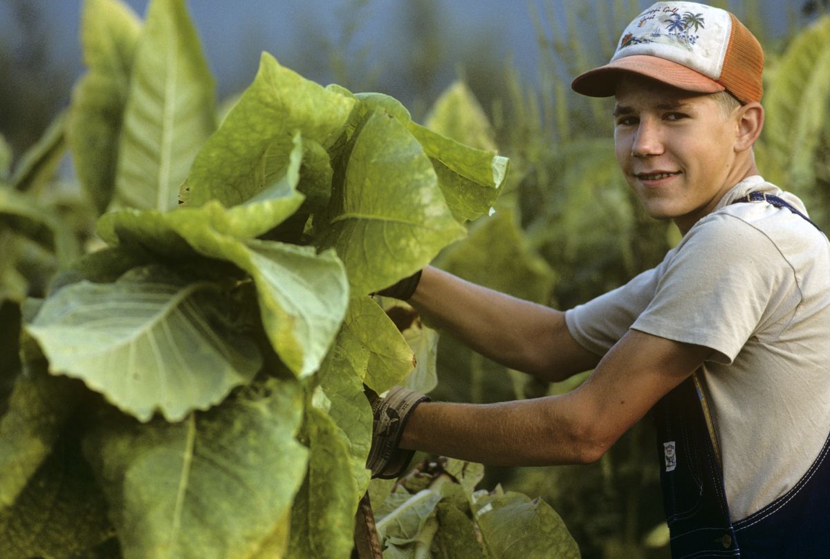 american tobacco employment The American Tobacco Industry's Child Labor Problem