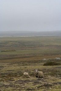 20110520102305falklandsheep-200x300.jpg