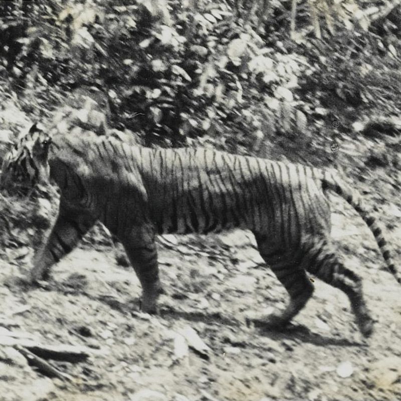 tiger species