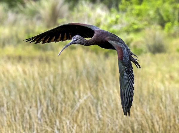 GLOSSY IBIS IN FLIGHT thumbnail