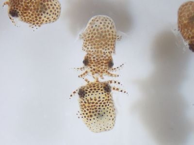 These baby bobtail squid going to the International Space Station for an experiment that examines whether space alters the symbiotic relationship between the squid and a bioluminescent bacterium that allows them to glow.
