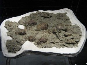 20110520083225dinosaur-eggs-300x225.jpg