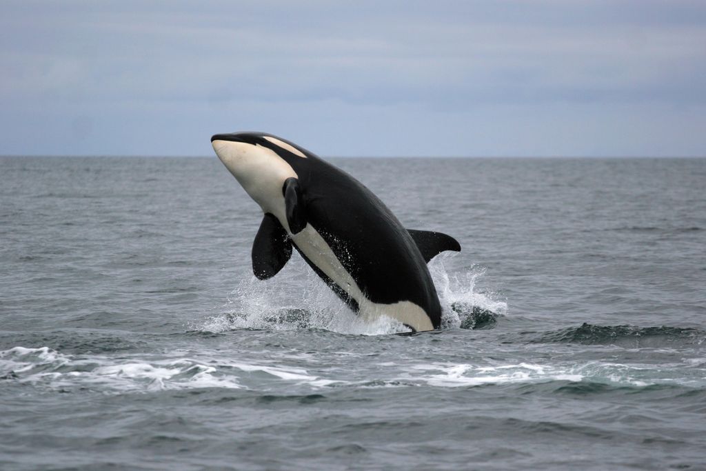 Whale Breach