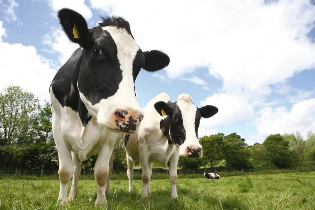 two black and white cows stand in a field facing the camera with trees in the background