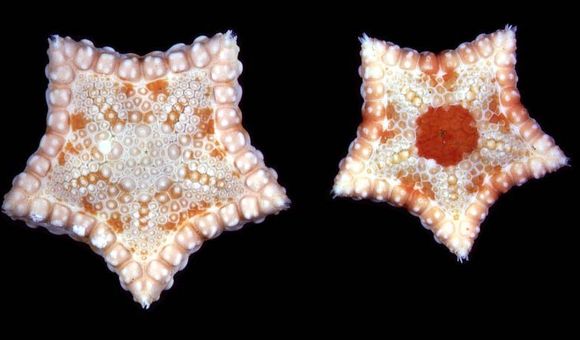 Two red, orange, and white starfish with intricate patterns sit side by side against a black background