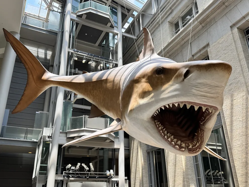a reconstruction of megalodon hangs from the ceiling in a museum