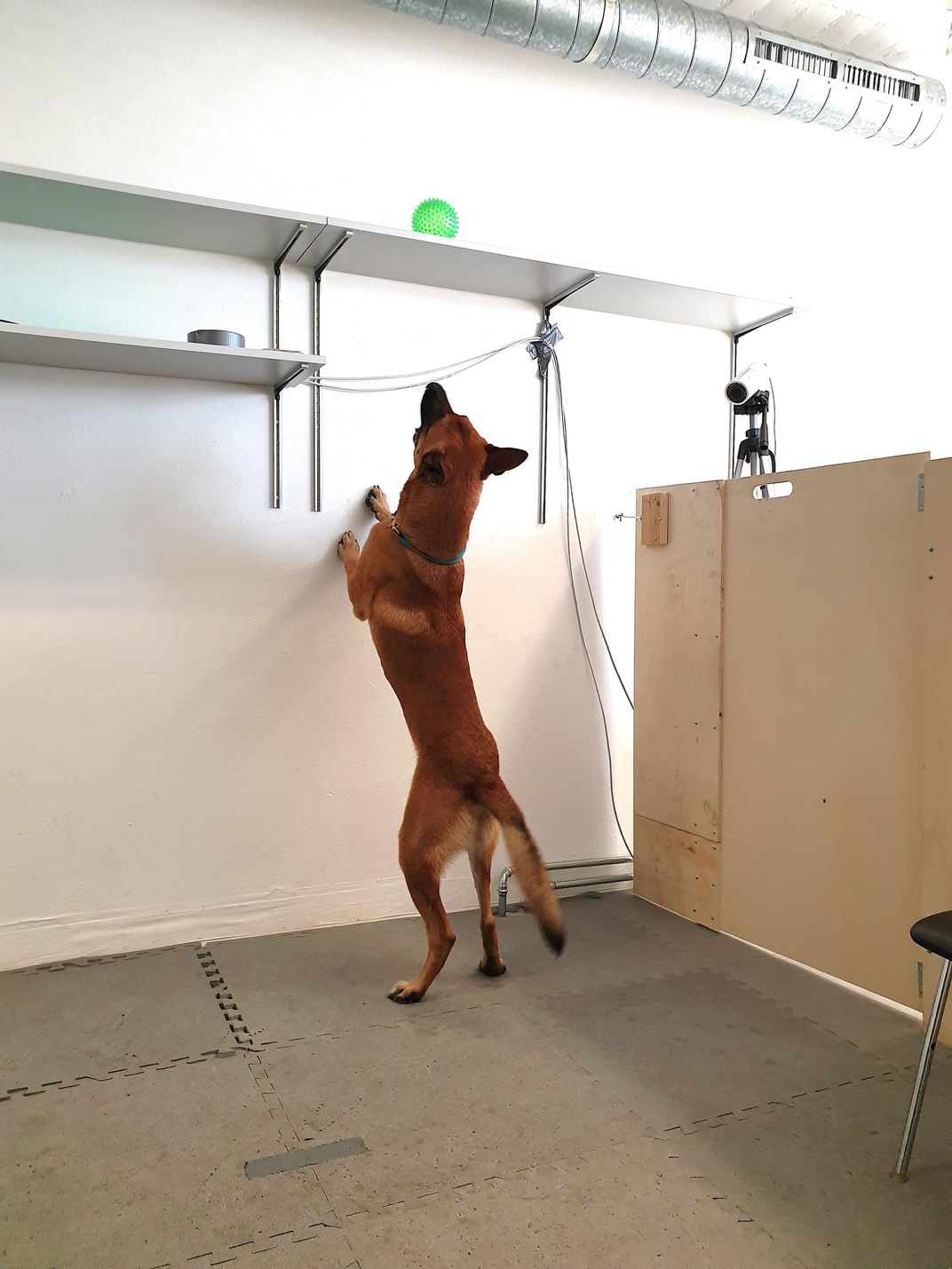 A large tan dog trying to reach a green ball on a shelf