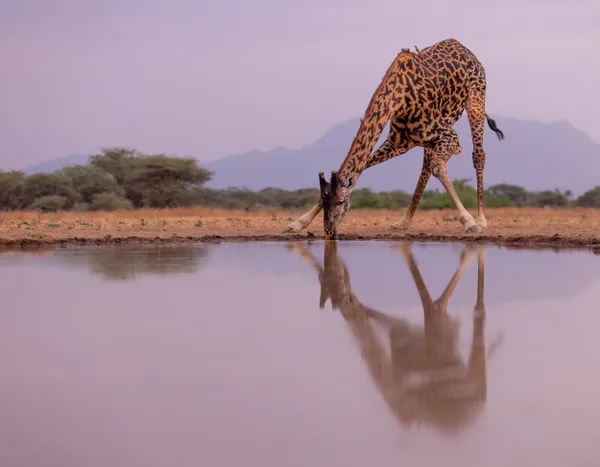 Giraffe Drinking thumbnail