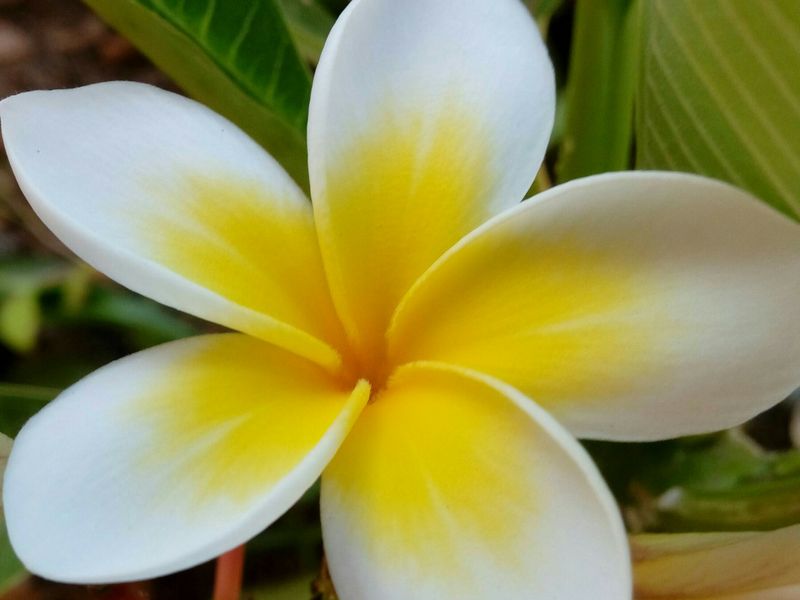 An Egyptian Jasmine Flower. Smithsonian Photo Contest Smithsonian