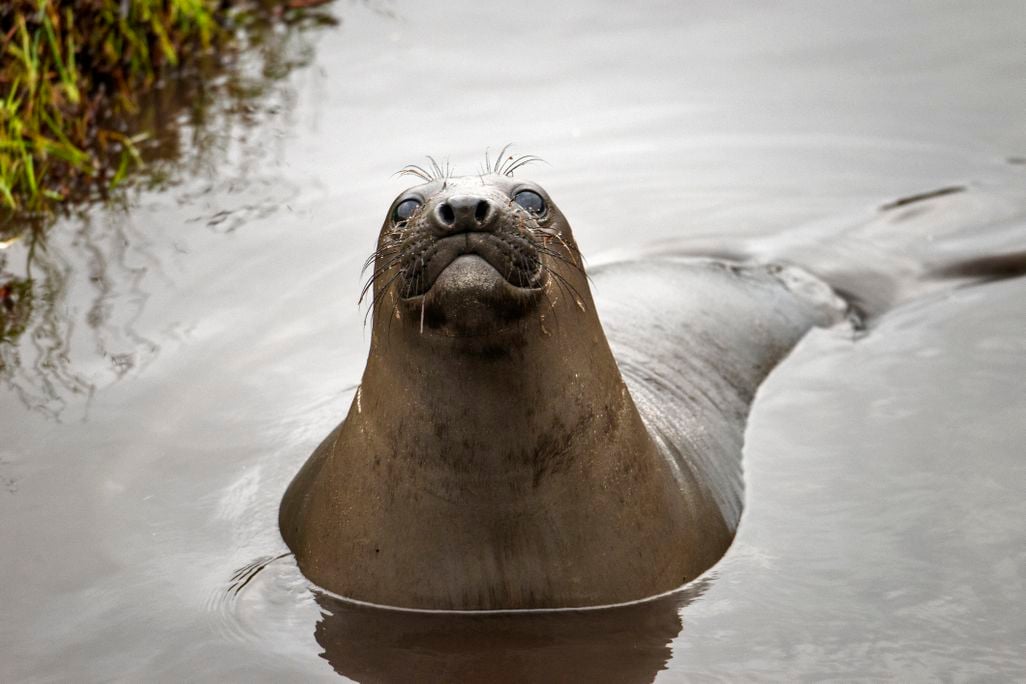 A seal poking its head out of the water