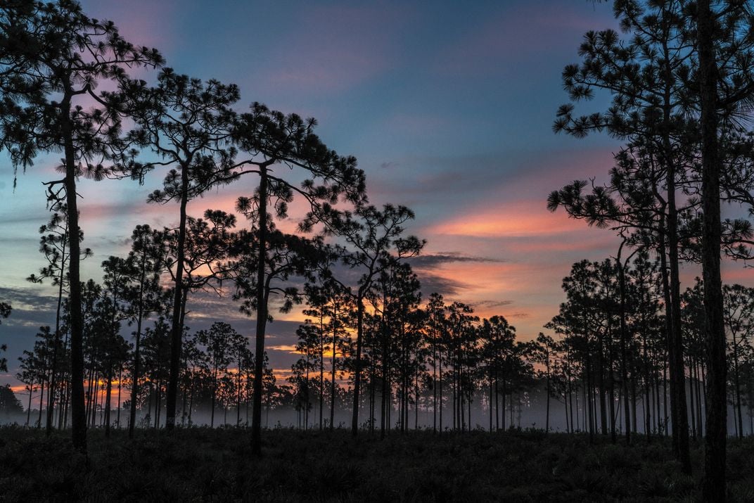 The Avon Park longleaf pine habitat at dawn.
