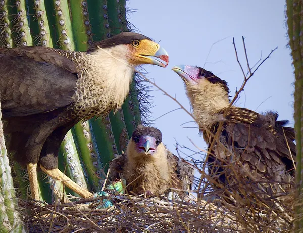 Crested Cara Cara Family thumbnail
