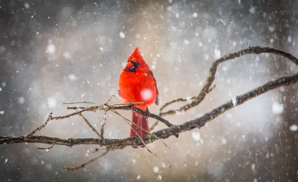 Cardinal in Snowstorm thumbnail