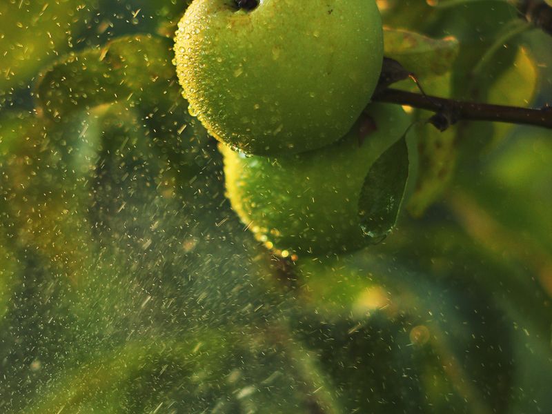 GreenApple splash Smithsonian Photo Contest Smithsonian Magazine