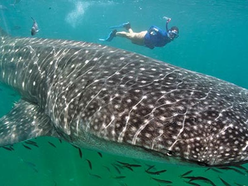 Whale shark guide: what they eat, where they're found and why they