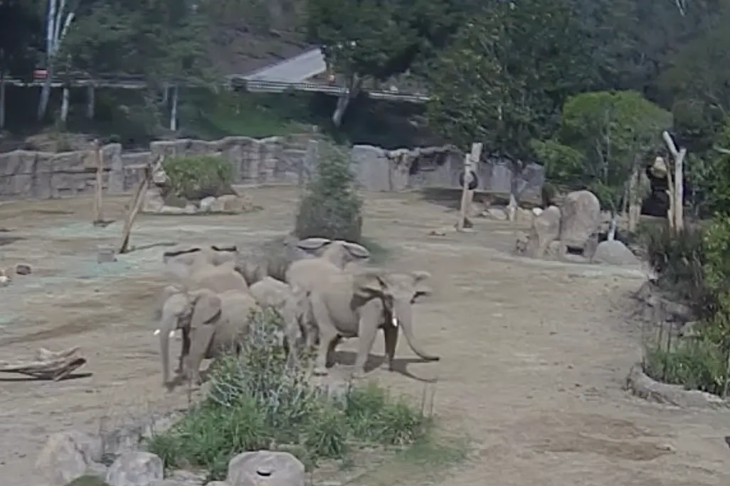 elephants huddle together, facing outward