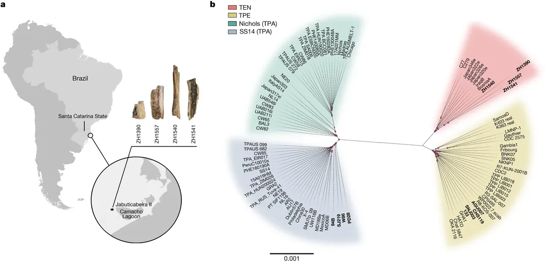 a diagram pointing to the site of the remains in southern Brazil and a wheel of various T. pallidum genomes