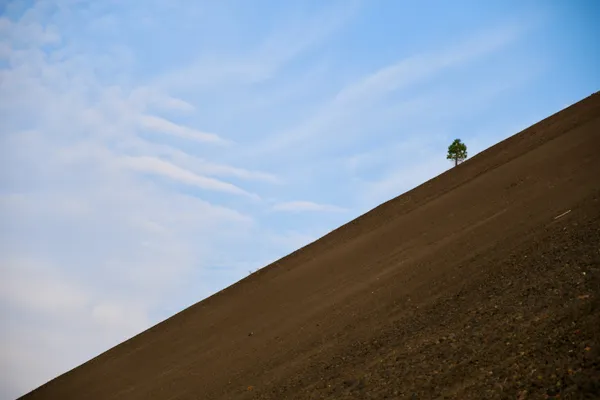 A Lonley Pine Tree Grows Defiantly on the Slopes of Cinder Cone thumbnail