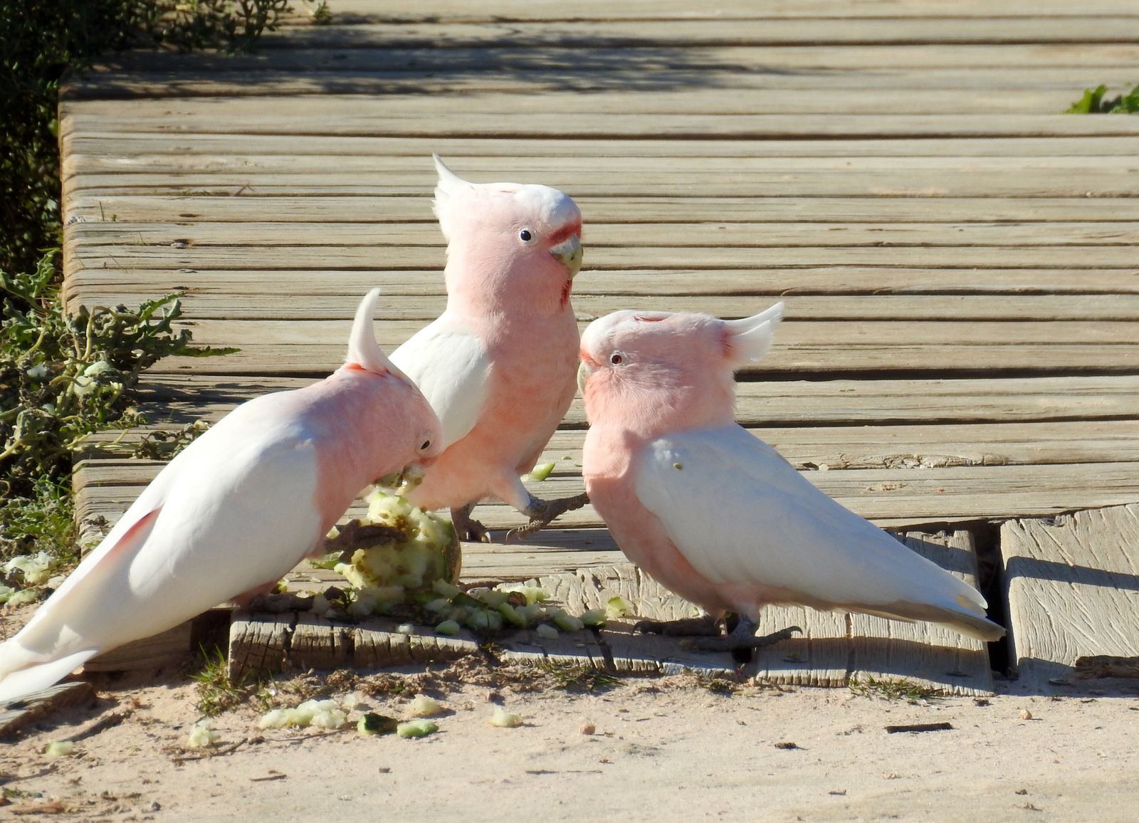 Think You Can Dance? Check Out These Cockatoos. Research Finds the ...
