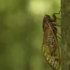 Watch for Cicadas: Billions From Brood XIV Will Soon Emerge After 17 Years Underground icon
