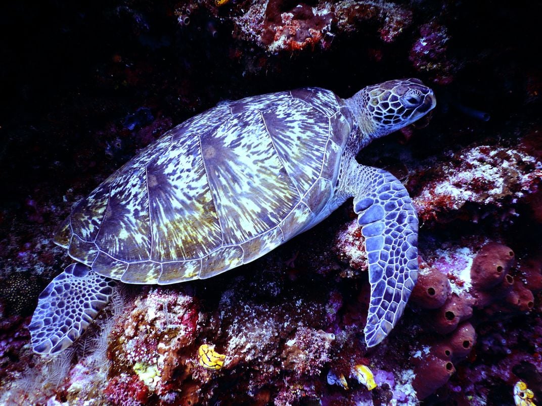 Hawksbill turtle swimming