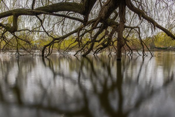 Tree branches and their reflection in the water thumbnail
