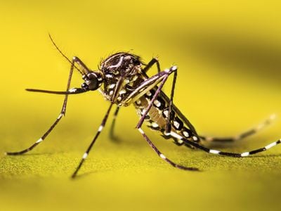 Aedes aegypti can carry Zika, dengue, chikungunya and other viruses.