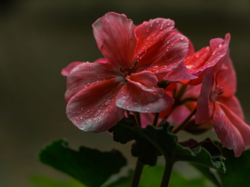 Prague Flower Smithsonian Photo Contest Smithsonian Magazine