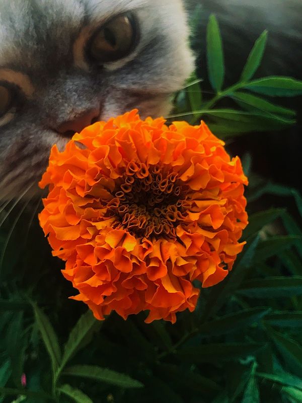 cat and flower thumbnail