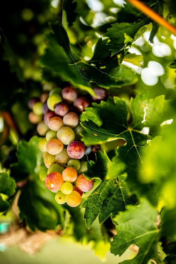 Veraison for Montepulciano Grapes in Texas thumbnail