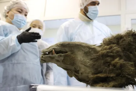 Scientists at&nbsp;North-Eastern Federal University in Russia conducted a necropsy, or animal autopsy, of the bear in late February.