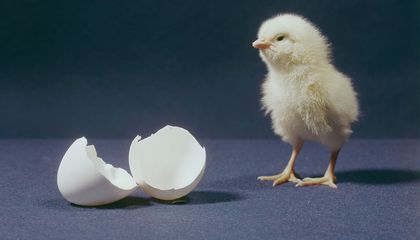 Why Newborn Chicks Love Objects That Defy Gravity