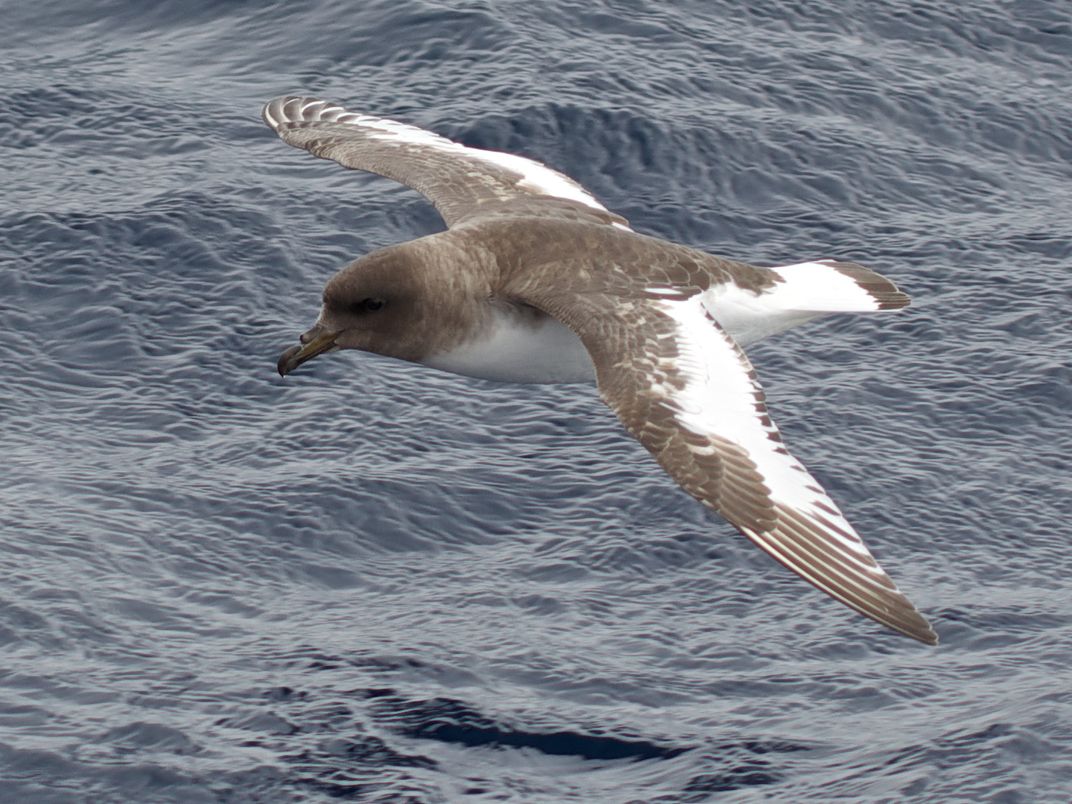 Brown and white bird soaring over water