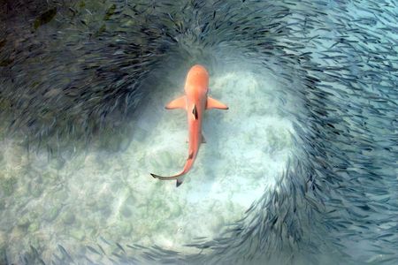 Category winner, Behavior: A school of tropical clupeid fish swim in sync, keeping a healthy distance from a teenage black-tip reef shark in the Rasdhoo Atoll, Republic of Maldives. Though the sharks cruise placidly for hours without so much as a glance at the fish, they strike suddenly, gobbling up a mouthful of fish.