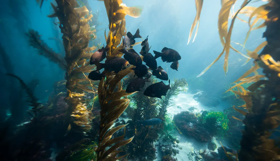 Black Perch in Kelp