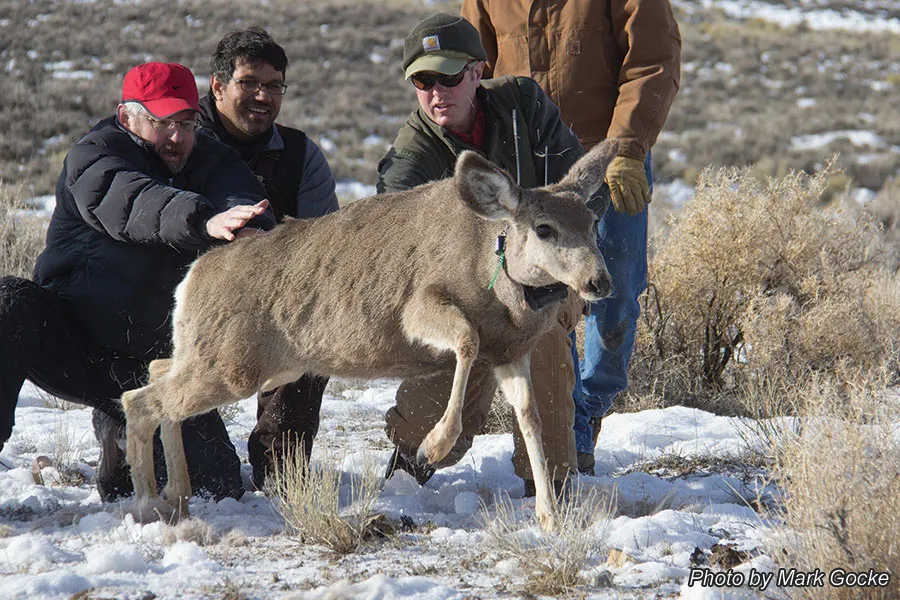 Deer Collaring