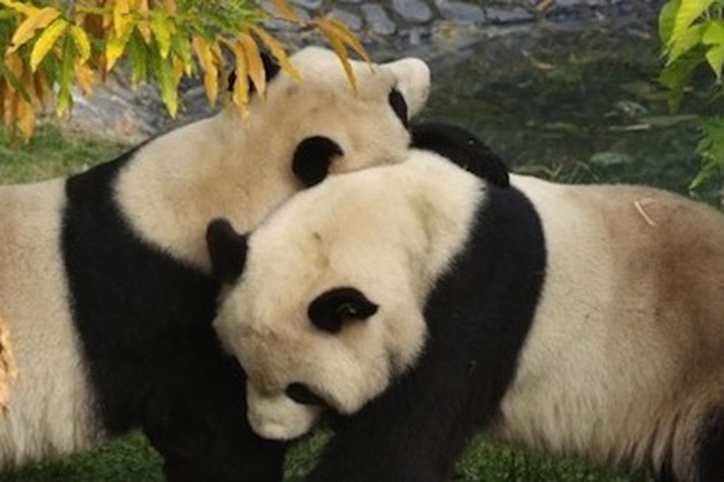 Tune into the National Zoo’s newly reinstalled panda cams and watch Mei Xiang and Tian Tian any time of day.