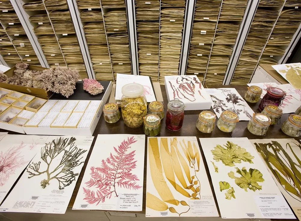 Pages and jars of preserved plant specimens cover a counter in the foreground while cabinets full of pages of preserved plants line the background.