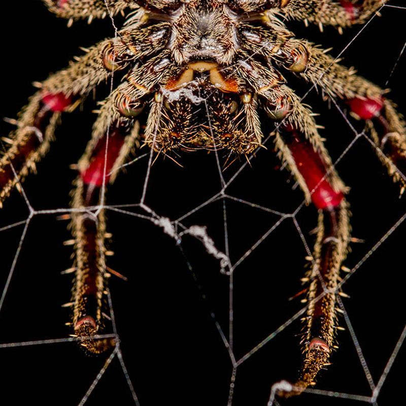 Why Jumping Spiders Spend All Night Hanging Out — Literally