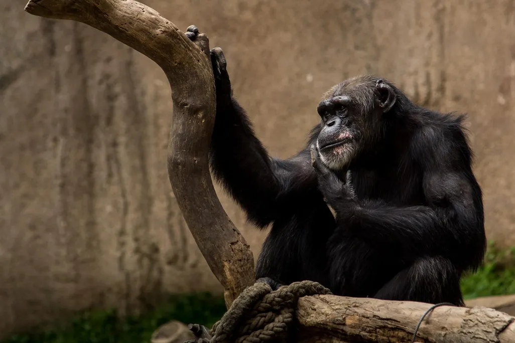 A single chimpanze is sitting near the limb of a tree. One of the chimpanzee's hands rests on the tree, and the other rests under it's chin. 