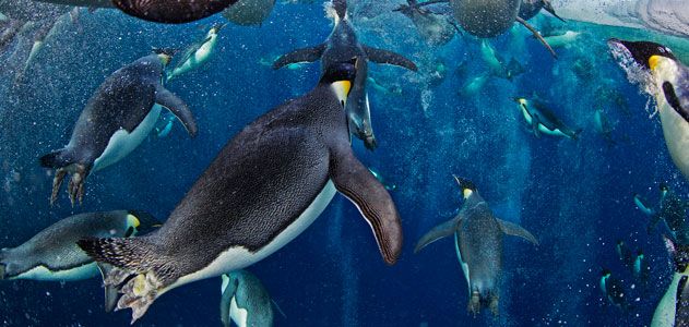 Emperor Penguins