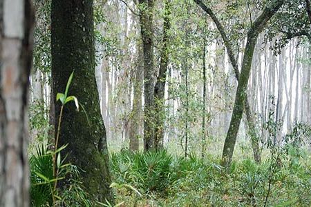 The Okefenokee Swamp is an enormous peat bog 38 miles long by 25 miles wide, created 7,000 years ago.