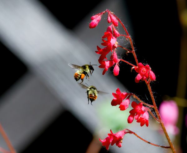 2 bees at coral bells flower thumbnail