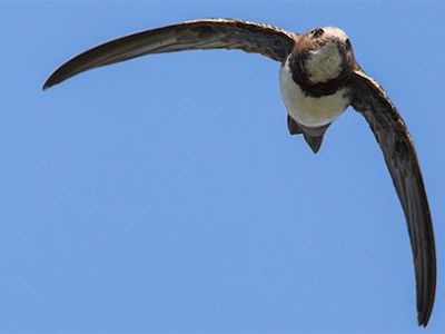 New sensing technology reveals that the alpine swift, a small migratory bird, can remain aloft for more than 200 days without touching down.
