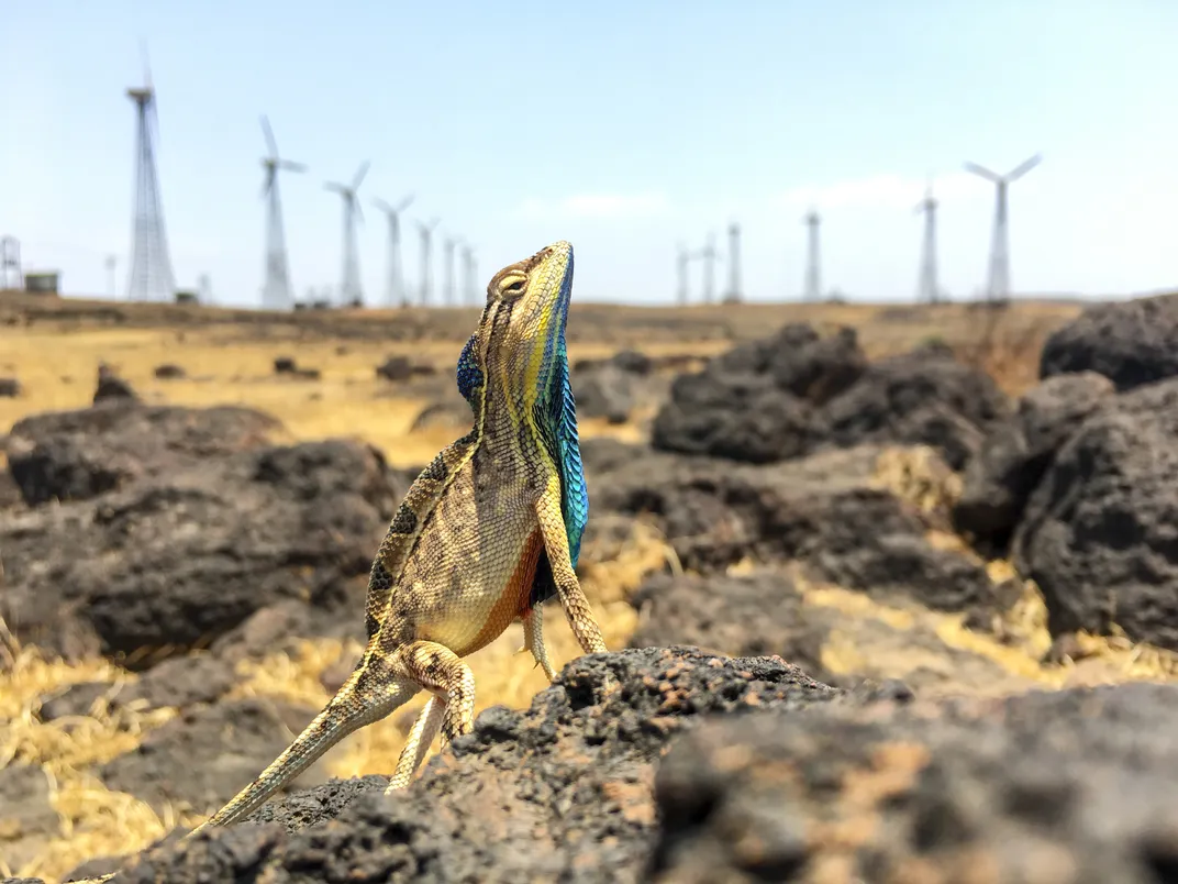 a lizard with a blue neck in front of wind turbines