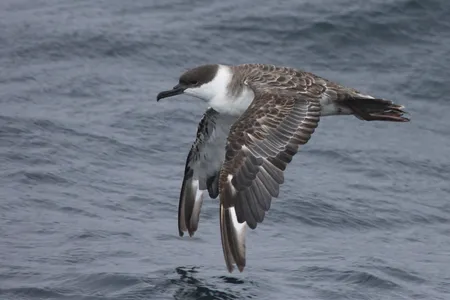 Until recently, scientists knew relatively little about the lives of birds on the open North Atlantic. But a group of researchers has identified a habitat in the ocean teeming with great shearwaters and other seabirds.