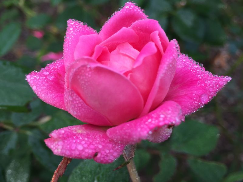 Morning dew on rose | Smithsonian Photo Contest | Smithsonian Magazine