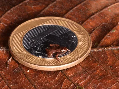 A&nbsp;Brazilian flea toad sits on a Brazilian real. The coin is 27 millimeters across.