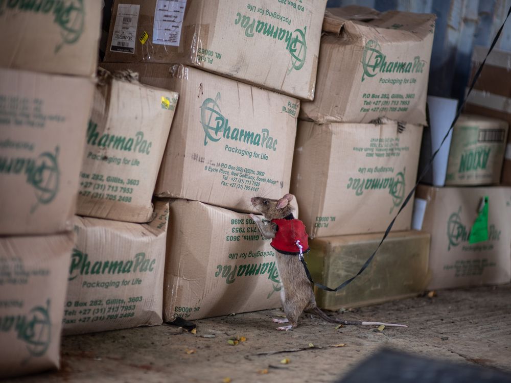 Rat wearing a red vest standing on hind legs sniffing a stack of boxes